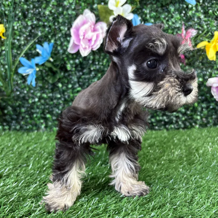 Female Mini Schnauzer puppy named Egg Roll for sale at Puppy Dreams - Wichita West.