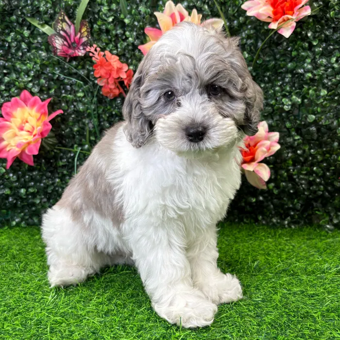 Male Cockapoo puppy named Ollie for sale at Puppy Dreams - Wichita West.