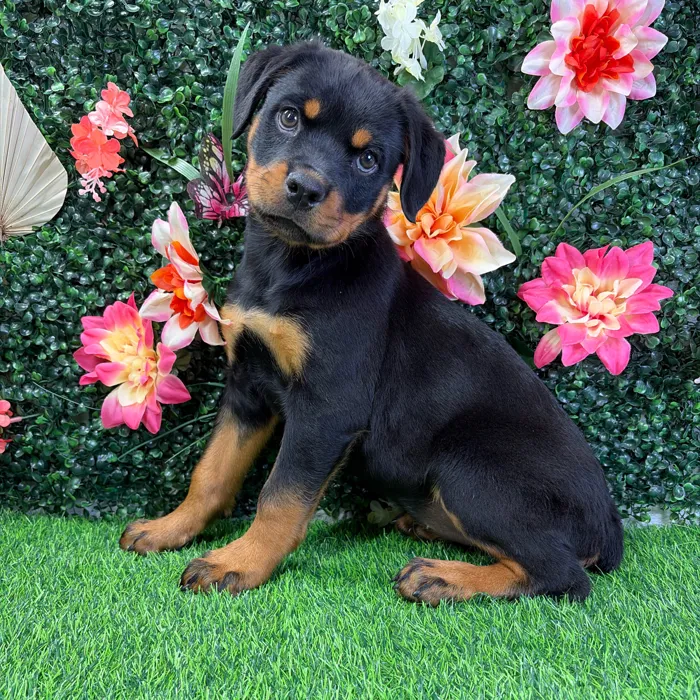 Female Rottweiler puppy named Gizelle for sale at Puppy Dreams - Wichita West.