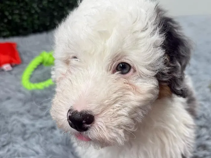 Male Bernedoodle-mini poodle Puppy for Sale in Wichita, KS