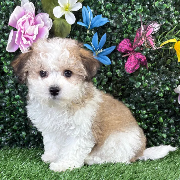 Female Bichon-Poodle puppy named Mozzarella for sale at Puppy Dreams - Wichita West.