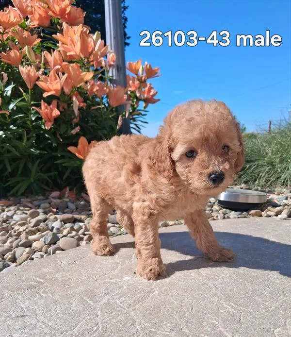 Male Mini Poodle puppy for sale at Puppy Dreams - Wichita West.