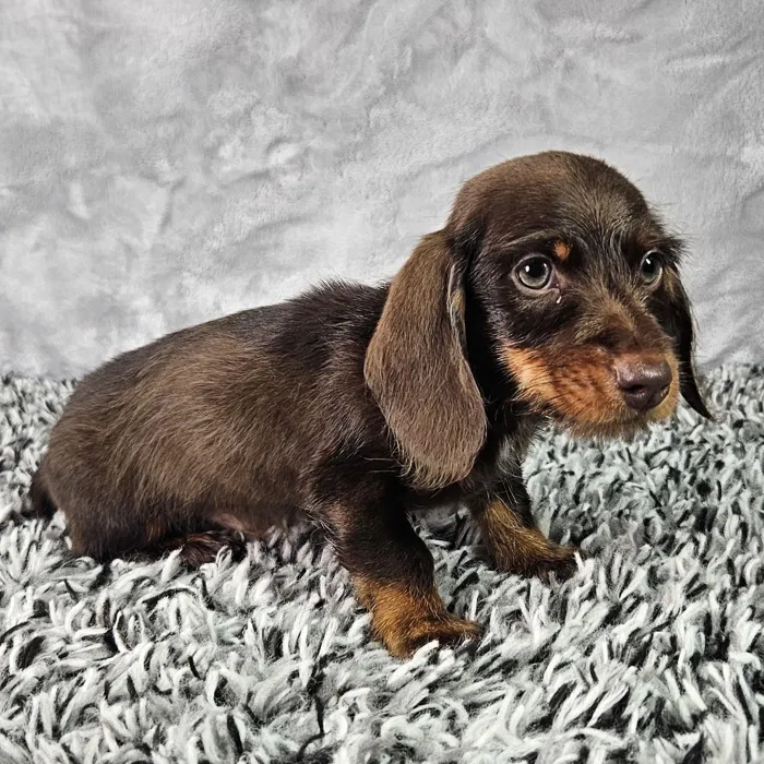 Male Dachshund puppy named Longfellow for sale at Puppy Dreams - Junction City.