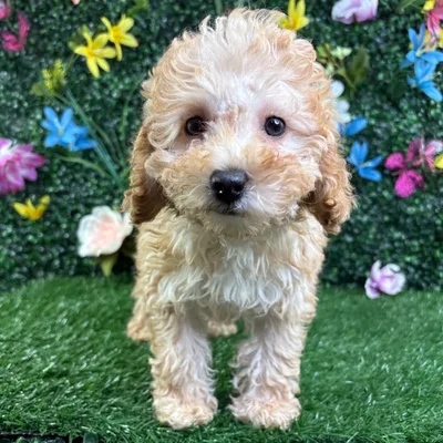 Female Poodle puppy named Bella for sale at Puppy Dreams - Wichita West.