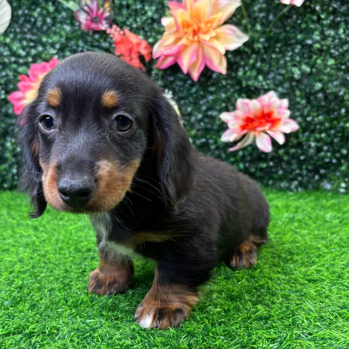 Male Dachshund puppy named Oscar for sale at Puppy Dreams - Wichita West.