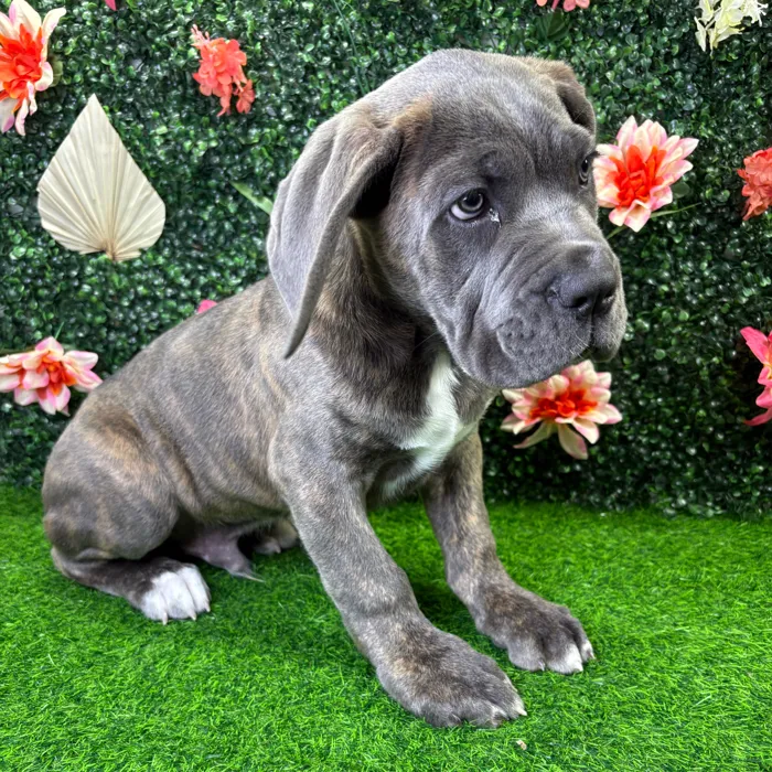 Male Cane Corso puppy named Beast for sale at Puppy Dreams - Wichita West.