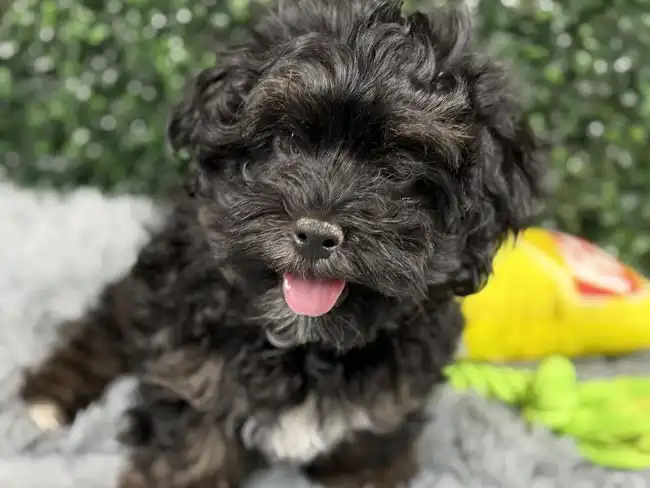 Male Shipoo Puppy for Sale in Wichita, KS