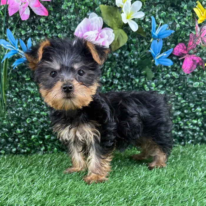 Male Yorkie puppy named Frijole for sale at Puppy Dreams - Wichita West.