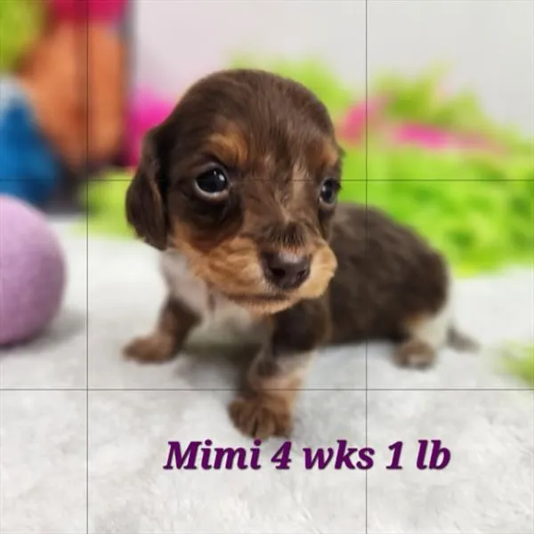 Female Dachshund puppy for sale at Puppy Dreams - Wichita West.