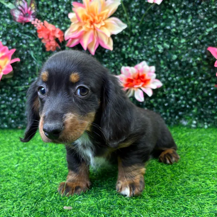 Male Dachshund puppy named Oscar for sale at Puppy Dreams - Wichita West.