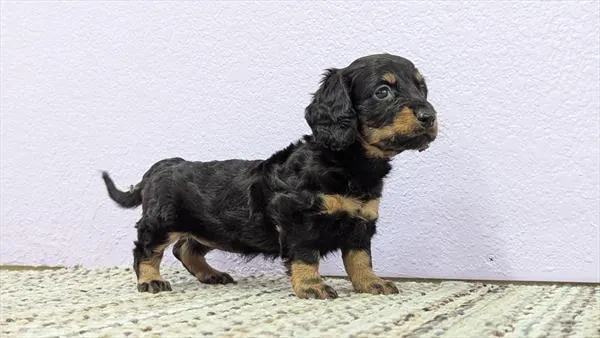 Female Dachshund puppy for sale at Puppy Dreams - Wichita West.