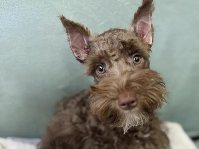 Male Shnoodle Puppy for Sale in Wichita, KS