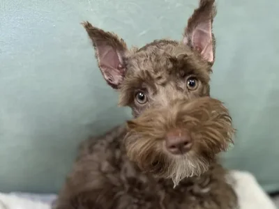 Male Shnoodle Puppy for Sale in Wichita, KS
