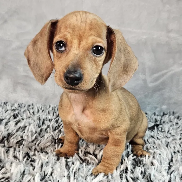 Male Dachshund puppy named Lloyd for sale at Puppy Dreams - Junction City.