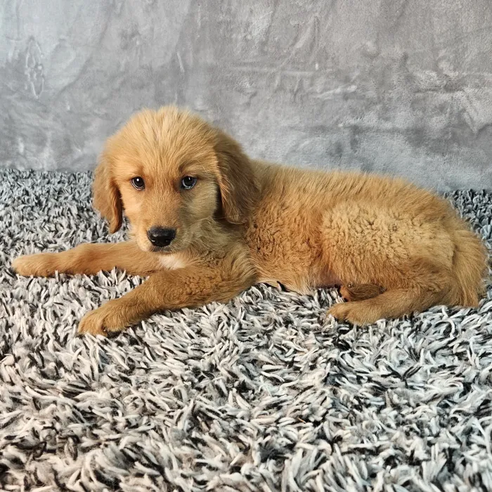 Male Golden Retriever puppy named Tucker for sale at Puppy Dreams - Junction City.