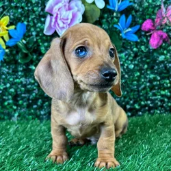 Male Dachshund puppy named Chalupa for sale at Puppy Dreams - Wichita West.