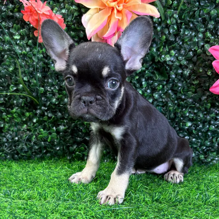 Female French Bulldog puppy named Camille for sale at Puppy Dreams - Wichita West.