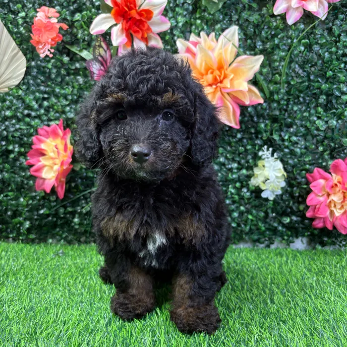 Male Bernedoodle puppy named Grizz for sale at Puppy Dreams - Wichita West.