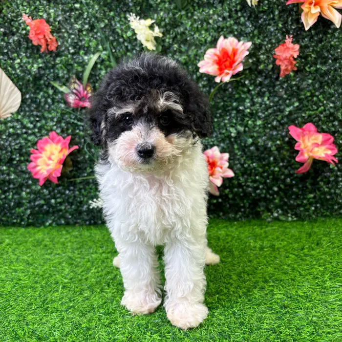 Male Maltipoo puppy named Oreo for sale at Puppy Dreams - Wichita West.