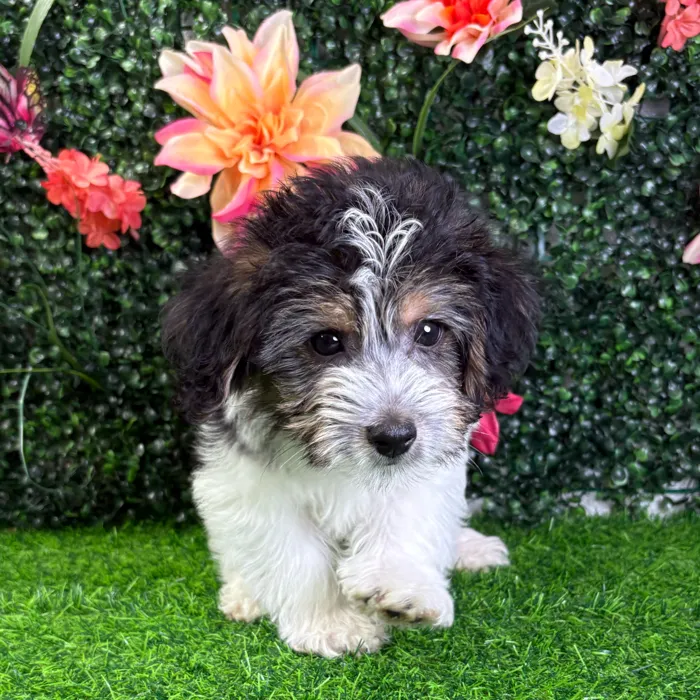 Male Yochon puppy named Mickey for sale at Puppy Dreams - Wichita West.