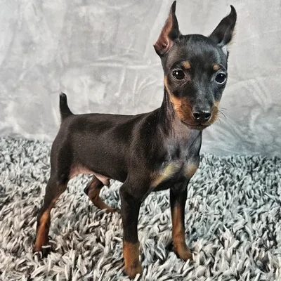 Male Mini Pinscher puppy named Rocco for sale at Puppy Dreams - Junction City.