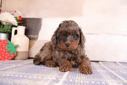 car_main_img_/media/ap_media/pets/MSZIFOPRLVOF387301.webp.250x250_q85.webp