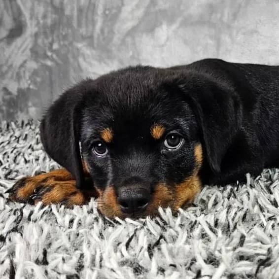 Female Rottweiler puppy named Harley for sale at Puppy Dreams - Junction City.