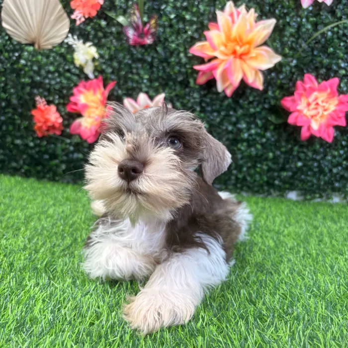 Male Mini Schnauzer puppy named Bowzer for sale at Puppy Dreams - Wichita West.