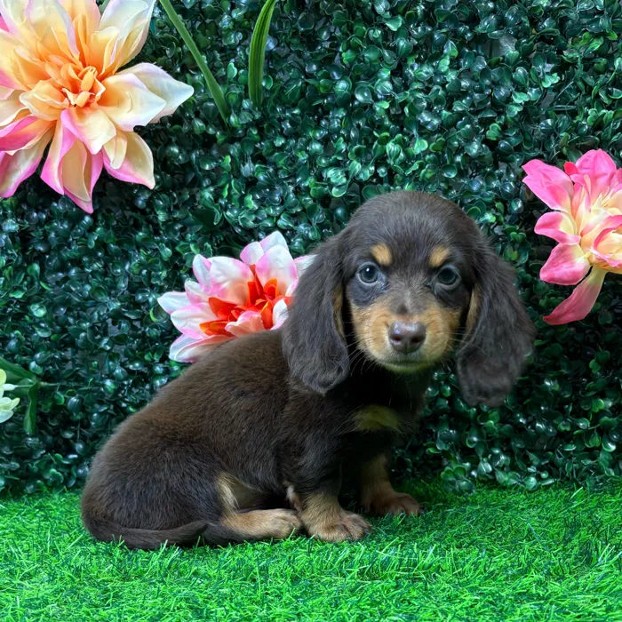 Male Dachshund puppy named Espresso for sale at Puppy Dreams - Wichita West.