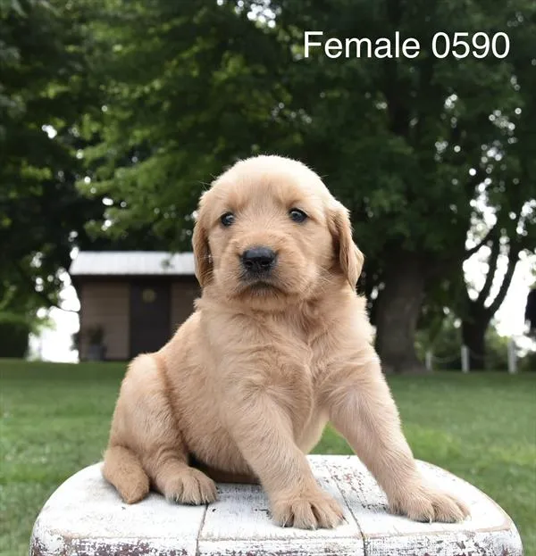 Female Golden Retriever puppy for sale at Puppy Dreams - Wichita West.