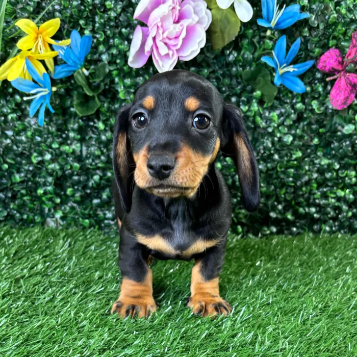 Male Dachshund puppy named Quesadilla for sale at Puppy Dreams - Wichita West.