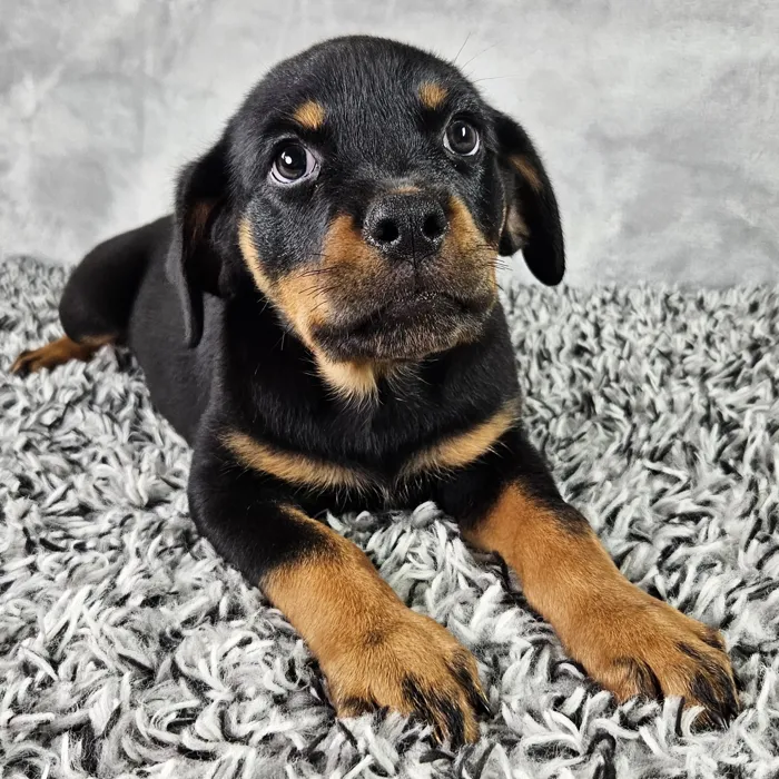 Female Rottweiler puppy named Harley for sale at Puppy Dreams - Junction City.