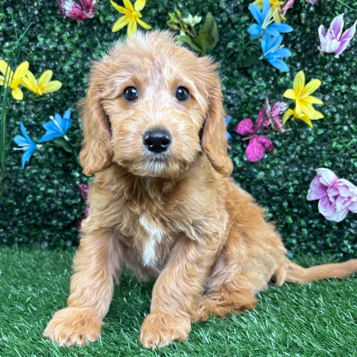 Male Mini Goldendoodle puppy named Boone for sale at Puppy Dreams - Wichita West.