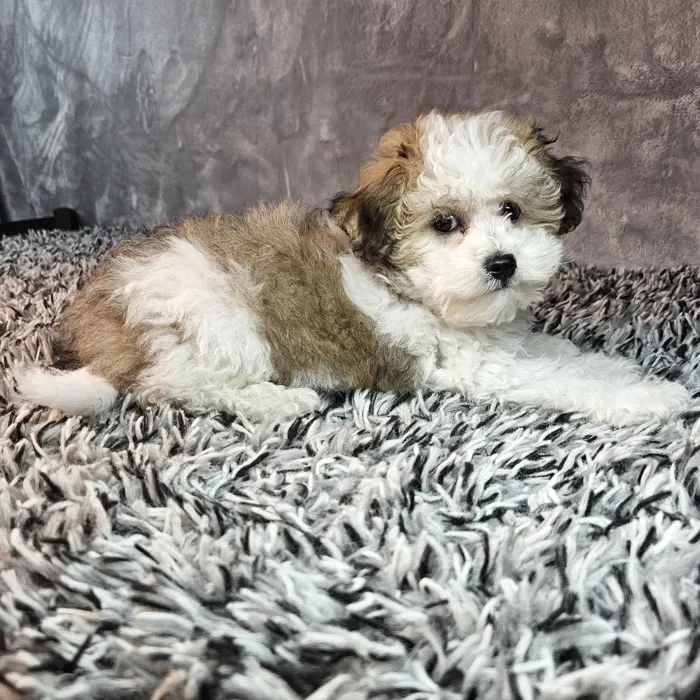 Female Bichon-Poodle puppy named Ella for sale at Puppy Dreams - Junction City.