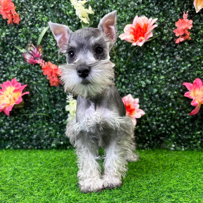 Female Mini Schnauzer puppy named Carly for sale at Puppy Dreams - Wichita West.
