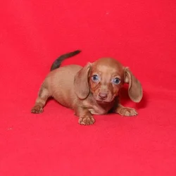 car_main_img_/media/ap_media/pets/NIRQEOOBWYKU129876.webp.250x250_q85.webp