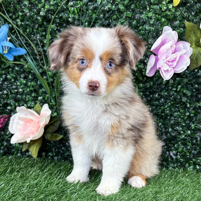 Male Mini Aussie puppy named Frito for sale at Puppy Dreams - Wichita West.