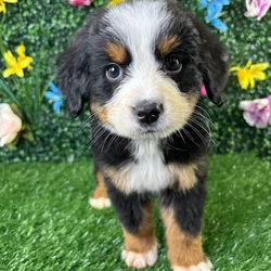 Male Bernese Mountain Dog puppy named Ravioli for sale at Puppy Dreams - Wichita West.