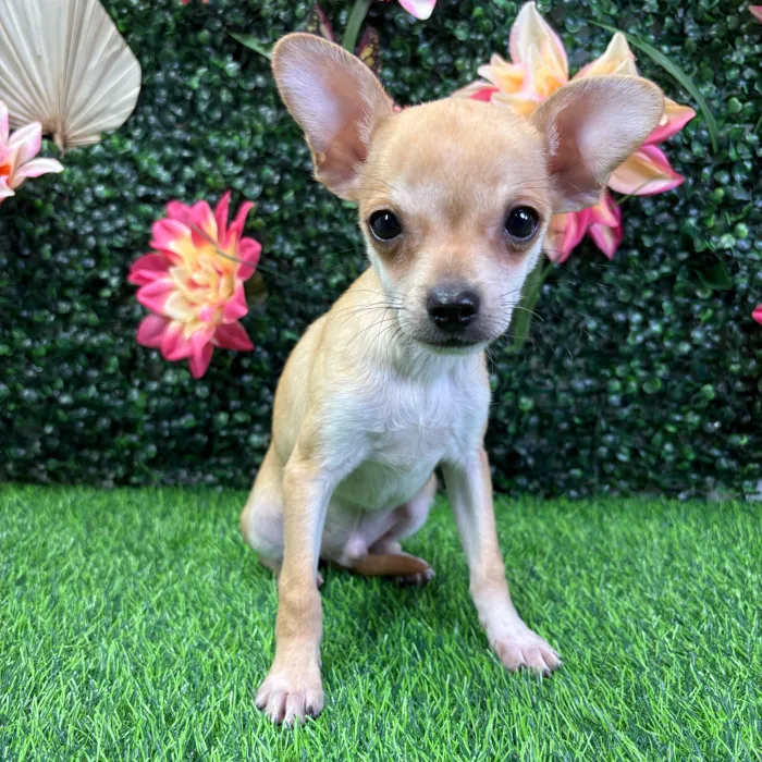 Male Chihuahua puppy named Banana for sale at Puppy Dreams - Wichita West.