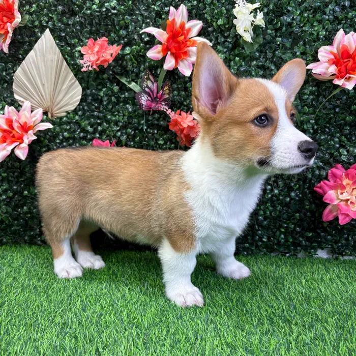 Male Pembroke Welsh Corgi puppy named Wrangler for sale at Puppy Dreams - Wichita West.