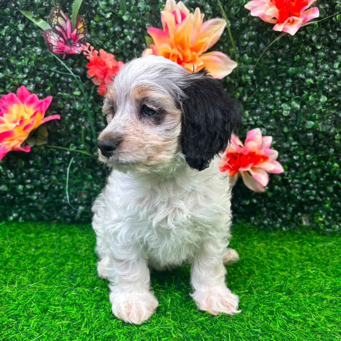 Female Cockapoo puppy named Clover for sale at Puppy Dreams - Wichita West.