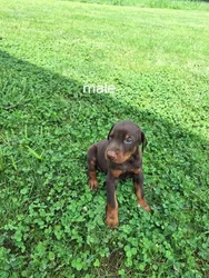 car_main_img_/media/ap_media/pets/NZUFFQZWTFFZ137438.webp.250x250_q85.webp