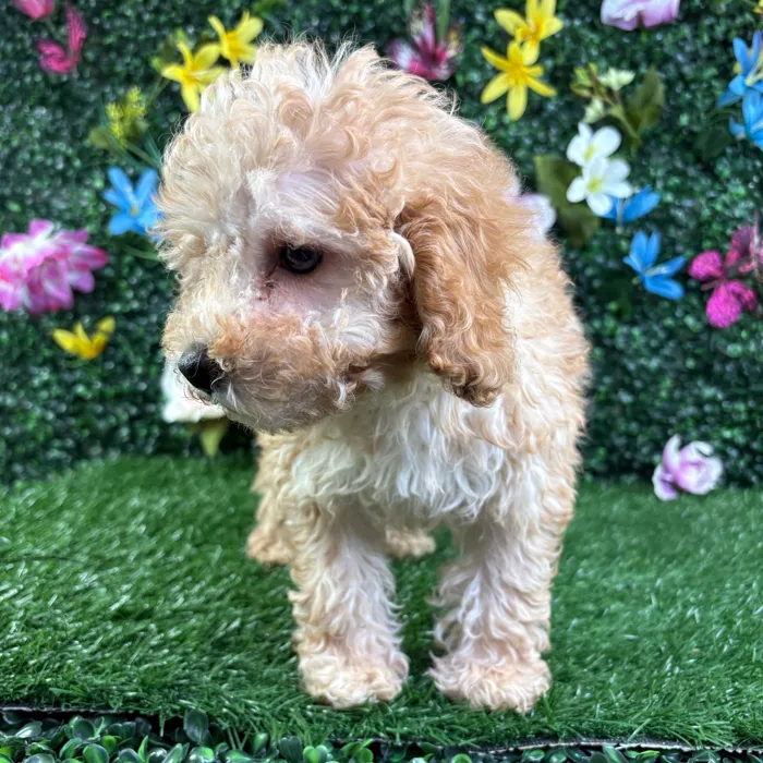 Female Poodle puppy named Bella for sale at Puppy Dreams - Wichita West.