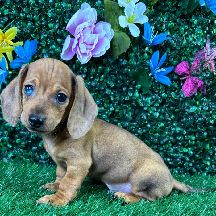 Male Dachshund puppy named Lloyd for sale at Puppy Dreams - Junction City.