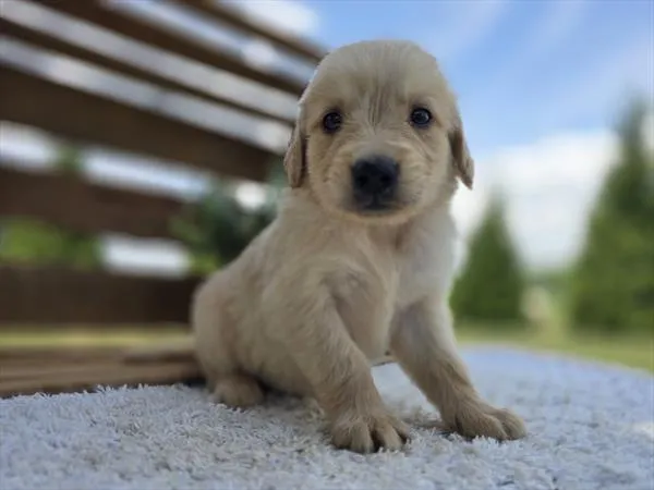 Male Golden Retriever puppy for sale at Puppy Dreams - Wichita West.