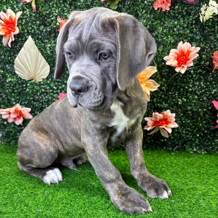 Male Cane Corso puppy named Beast for sale at Puppy Dreams - Wichita West.