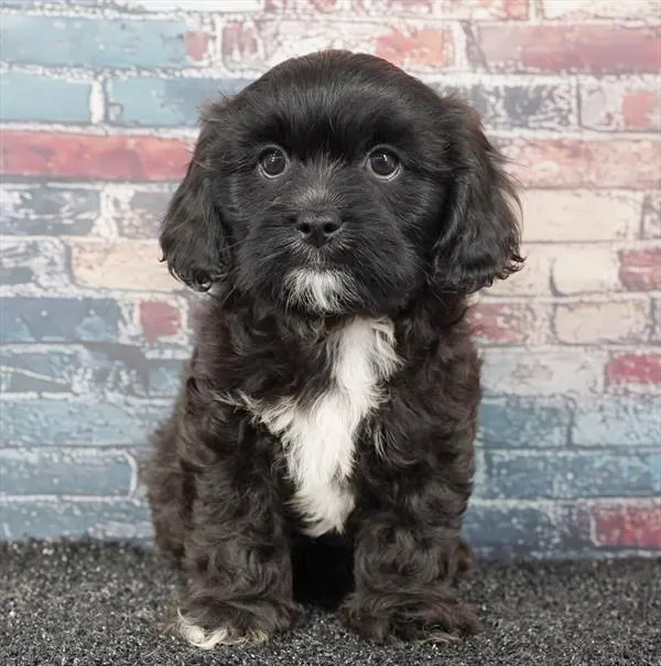 Male Cavatzu puppy for sale at Puppy Dreams - Wichita West.