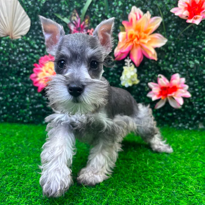Female Mini Schnauzer puppy named Heidi for sale at Puppy Dreams - Wichita West.