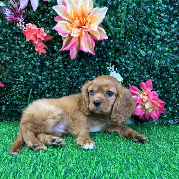 Female Cavalier King Charles Spaniel puppy named Lady for sale at Puppy Dreams - Wichita West.