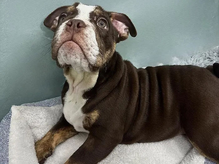 Male English Bulldog Puppy for Sale in ,
